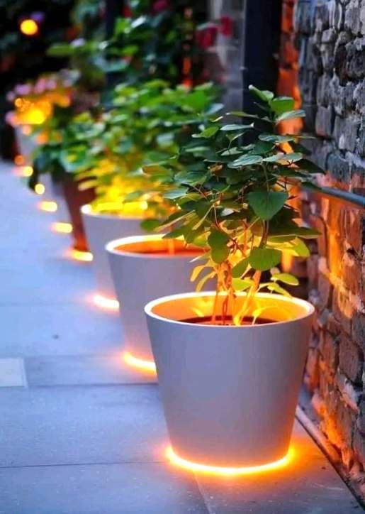 Geniş Ağızlı Saksı 10 görsel 3